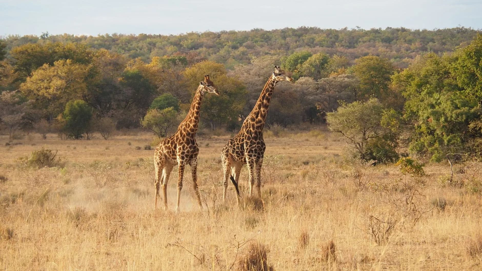 Zuid-Afrika - foto door ruben verla